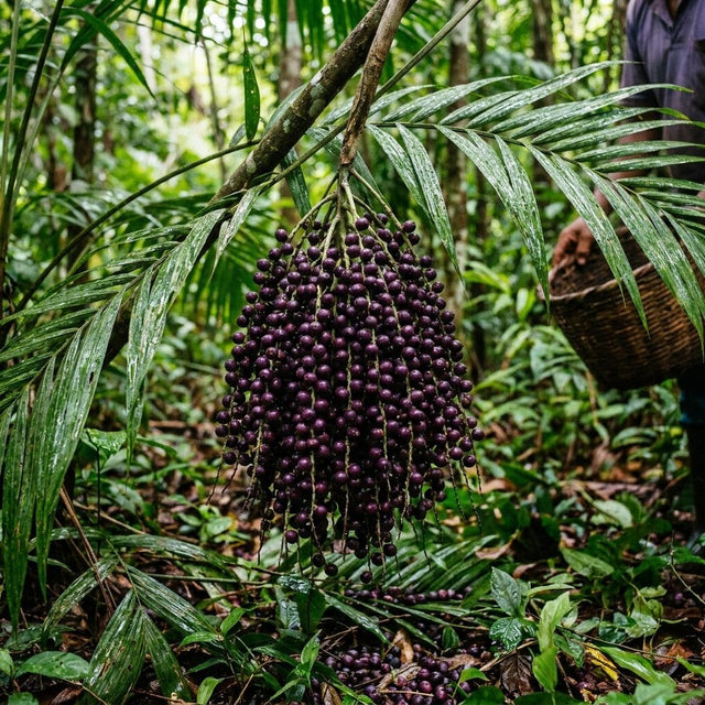 Açaí aus dem Amazonas